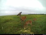 Doe with 2 fawns F19 - 071520.JPG