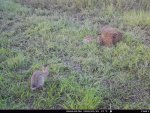 3 rabbits F0 - 072920.JPG