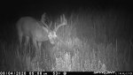 10 pt buck F30 - 080420.jpg