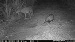 F1 - Coyote and Oppossum - 082420.jpg