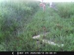 F16 - flushing ph-doe-2 fawns - 081320.JPG