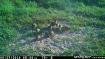 F15 - Male quail with 11 chicks - 082720.jpg