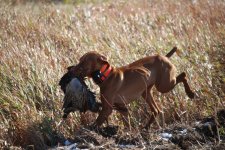 Willow Retrieve2.jpeg