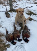 2020 10 21 PL Limit.jpg