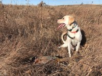 kepas first rooster.jpg