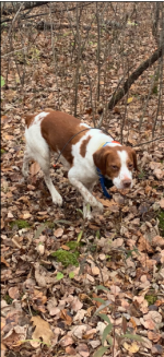 1605746042554.png 1605746042554.png