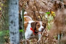 Bella point (2).jpg Bella point (2).jpg