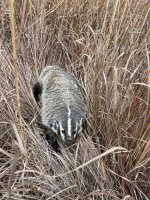 badger good image.jpg