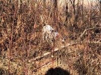 Lu cripple find MO Dec 1 2020 1.jpg