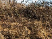 Scotty MO Burried Covey Dec 1 2020 1.jpg