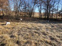 Scotty pointing Lu and Emmett backing MO Dec 14 2020 1.jpg