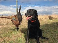 Bear Black Pheasant.jpg