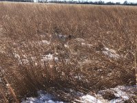 Lu pointing Kansas Day 2 Dec 17th 4.jpg