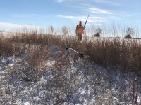 Scotty pointing Kansas Day 1 Dec 17th 1IMG_1035 (1).jpg