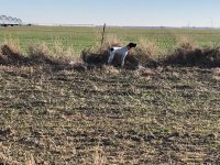Scotty pointing Kansas Day 4 Dec 19th 1.jpg