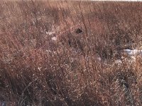 Scotty pointing Kansas Day 3 Dec 18th 2.jpg