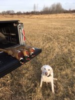 12-10-20 roosters.jpg