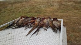 IMG_20161029_094146629 (1).jpg