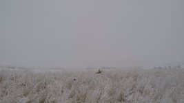 Rooster chloe 12 17 20.jpg