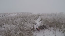 rooster flush frame 0.jpg