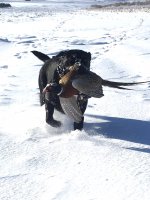 Hunt, 2019-12-1, SD pheasant hunt (10).JPG