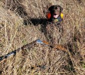 daisy's 1st quail.jpg