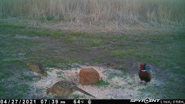 042721 - F0I - Rooster & 2 Hens.jpg