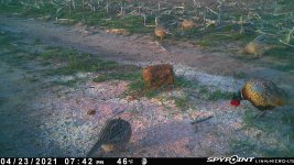 Rooster & 4 hens - 042321.jpg