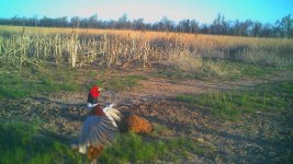 Rooster crowing - 041921.jpg