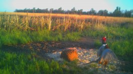 050621 - F19 - Crowing Rooster.jpg