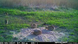 050521 - F0I - 4 Rabbits.jpg