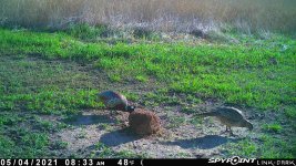 050421 - F0I - Rooster & Hen.jpg