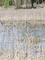 White Faced Ibis.jpg