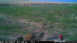 051421 - F1 - Rooster & 3 Hens.jpg