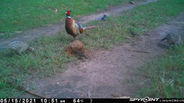051521 - F18 - Rooster & 2 Hens2.jpg