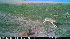 051421 - F1 - Jack Rabbit.jpg