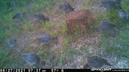 062721 - F30 - 12 ph chicks.jpg