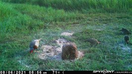 080621 - F15I - Rooster & 3 Hens.jpg