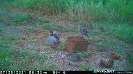 072521 - F0I - 3 ph & 2 rabbits.jpg