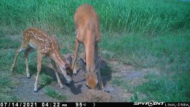 071421 - F0I - Fawn & Doe.jpg