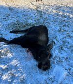 Screenshot_20240716_163019_Gallery.jpg Screenshot_20240716_163019_Gallery.jpg