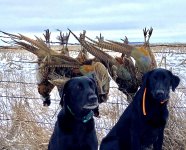 TY Doc fence pheasants.jpg