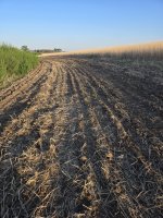 food plot May 4th.jpg