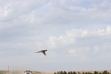 IMG_7494.JPG IMG_7494.JPG