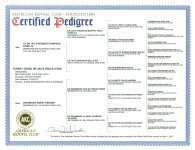 Turkey Creek Dr Jacs Pence O'Dee Pedigree.jpg