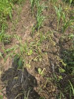 food plot velvet leaf.jpg