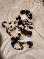 Sia summer pups1.jpg