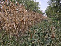 home food plot 2.jpg