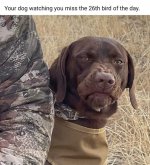 dog after a miss.jpg