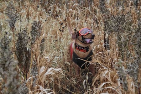 Whisky SD 2024 v4.jpg